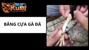 Băng Cựa Gà Đá