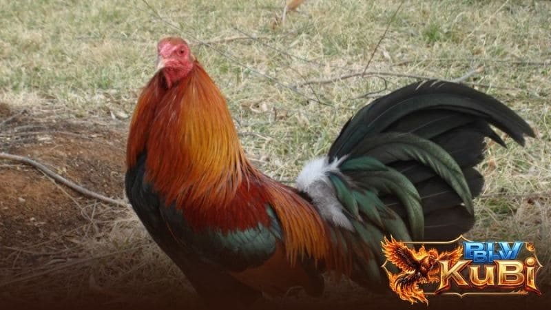 Các đặc điểm nhận biết gà chọi Mỹ Các đặc điểm nhận biết gà chọi Mỹ