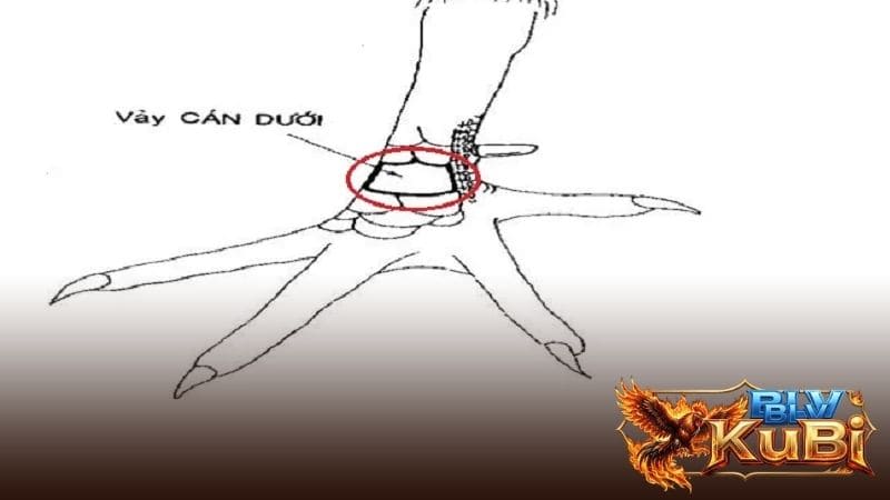 Các đặc điểm nhận biết gà vảy vấn cán