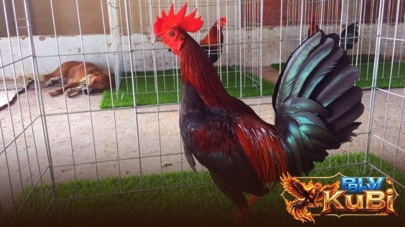 Các ưu nhược điểm về gà tre Asil