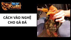 Cách Vào Nghệ Cho Gà Đá
