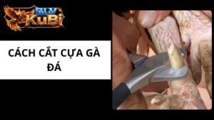 Cách Cắt Cựa Gà Đá