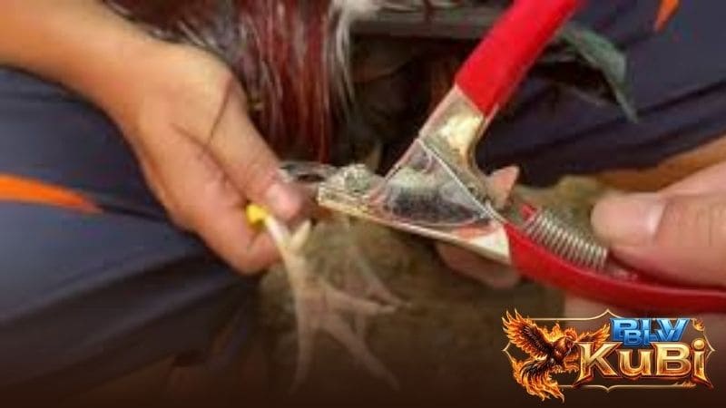 Cắt cựa gà đá sẽ có nhiều lợi ích cho chiến kê
