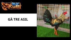 Gà Tre Asil