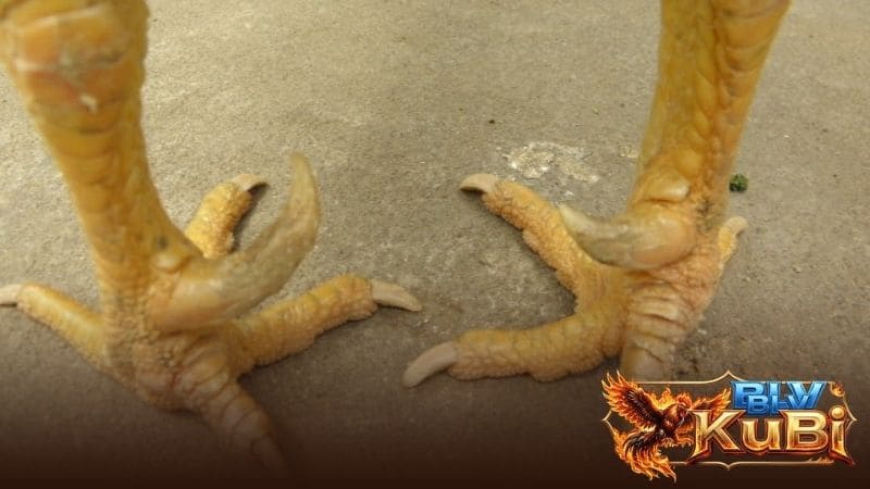 Gà vảy vấn cán có 2 loại là vấn cán tốt và vấn cán xấu