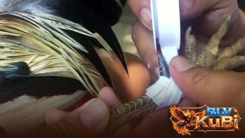 Hướng Dẫn Cách Băng Cựa Gà Đúng Kỹ Thuật – An Toàn, Hiệu Quả Tối Đa Hướng Dẫn Cách Băng Cựa Gà Đúng Kỹ Thuật – An Toàn, Hiệu Quả Tối Đa