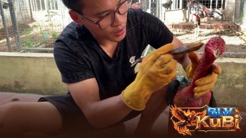 Hướng dẫn cách vào nghệ cho gà đá Hướng dẫn cách vào nghệ cho gà đá