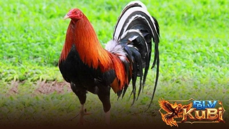 Nguồn gốc về gà chọi Mỹ Nguồn gốc về gà chọi Mỹ