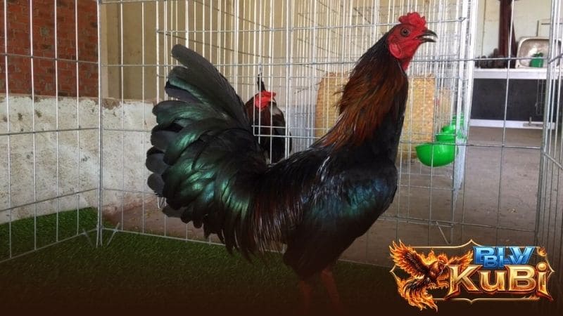 Những đặc điểm nhận biết gà tre Asil