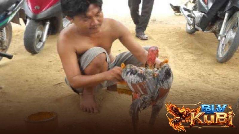 Tác dụng của việc vào nghệ cho gà đá Tác dụng của việc vào nghệ cho gà đá