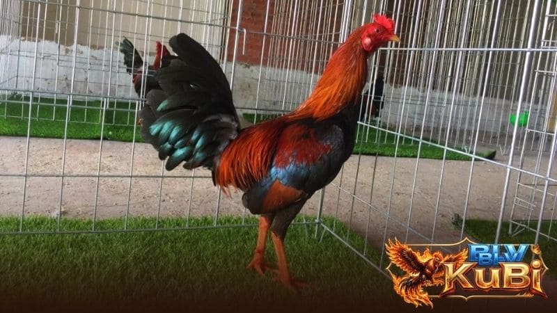 Thông tin về nguồn gốc của gà tre Asil