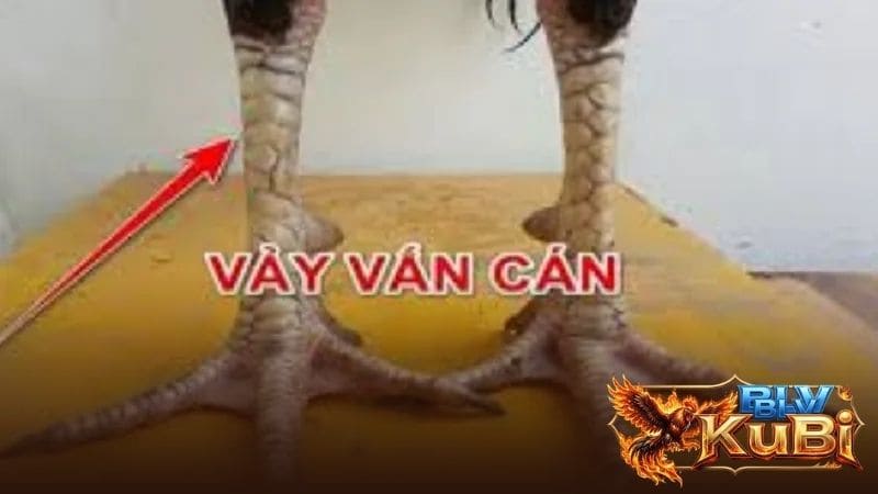 Vảy gà vấn cán là vảy mọc quấn quanh cựa hoặc gần với trị trí cựa