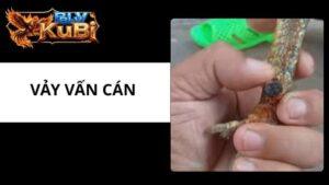 Vảy Vấn Cán