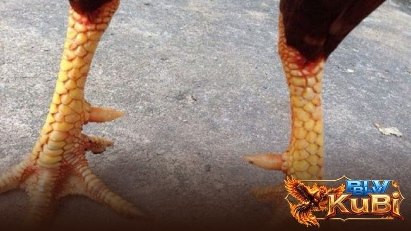 Các dạng vảy huyền trâm thường gặp Các dạng vảy huyền trâm thường gặp