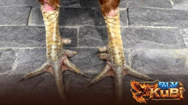 Các nhận biết vảy phủ địa khá đơn giản chỉ cần dựa trên vị trí và hình dạng Các nhận biết vảy phủ địa khá đơn giản chỉ cần dựa trên vị trí và hình dạng