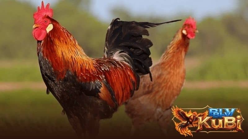 Cách chọn gà chọi đá hay qua giống bố mẹ Cách chọn gà chọi đá hay qua giống bố mẹ