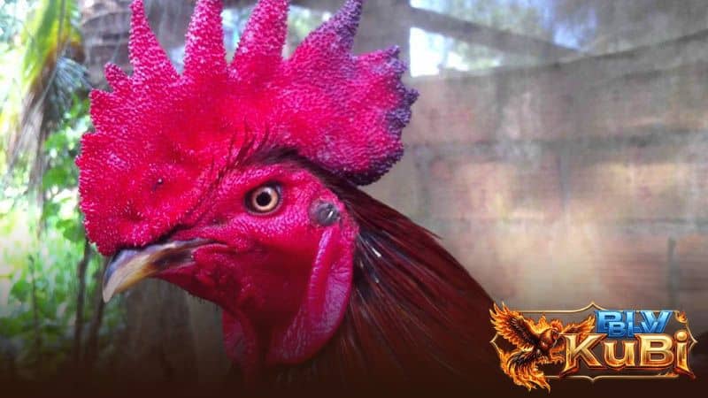 Cách chọn gà chọi đá hay qua hình dạng mắt Cách chọn gà chọi đá hay qua hình dạng mắt