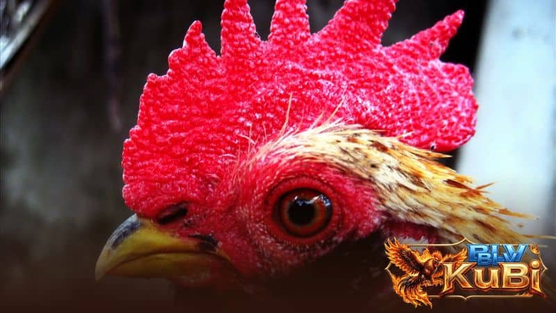 Cách chọn gà chọi đá hay qua mào Cách chọn gà chọi đá hay qua mào