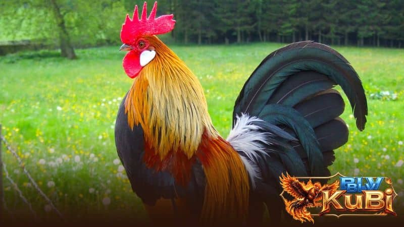 Cách chọn gà chọi đá hay qua màu sắc lông Cách chọn gà chọi đá hay qua màu sắc lông