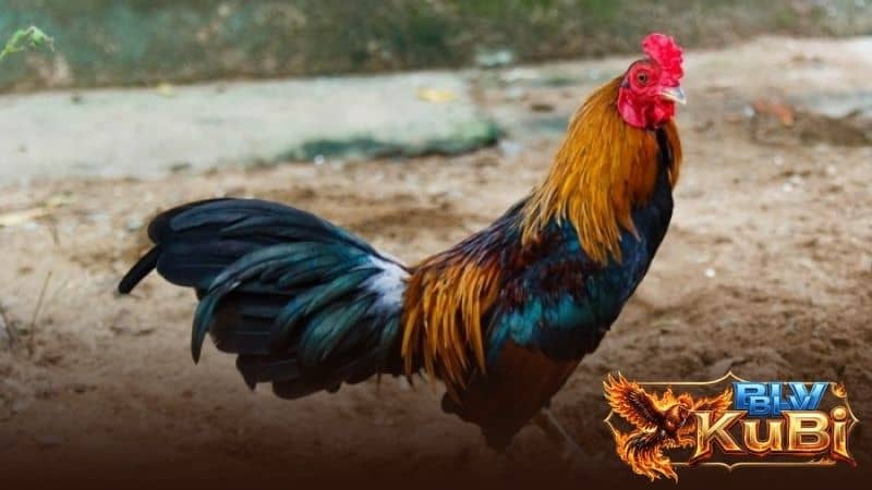 Cách chọn gà chọi đá hay qua ngoại hình Cách chọn gà chọi đá hay qua ngoại hình