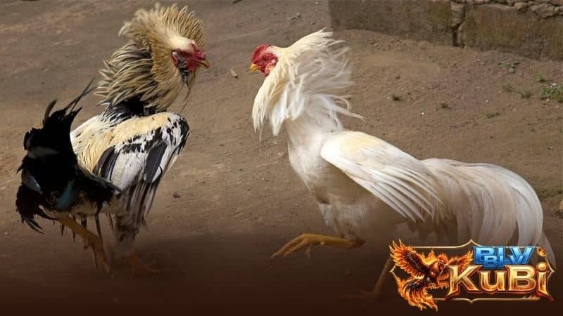 Cách chọn gà chọi đá hay qua tinh thần chiến đấu Cách chọn gà chọi đá hay qua tinh thần chiến đấu