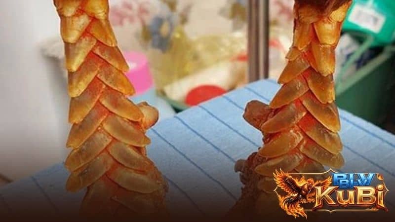 Cách chọn gà chọi đá hay theo vảy Cách chọn gà chọi đá hay theo vảy