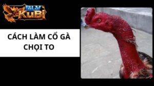 Cách Làm Cổ Gà Chọi To