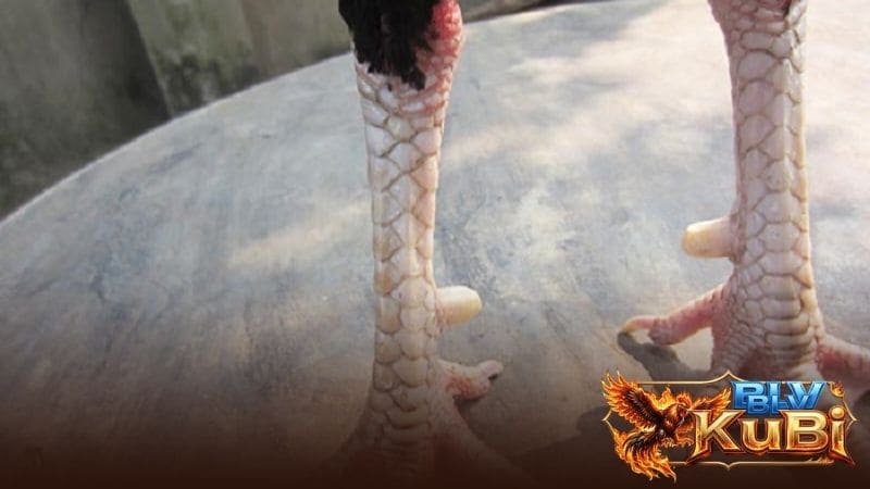 Cách nhận biết gà có vảy huyền trâm dựa trên vị trí và hình dạng Cách nhận biết gà có vảy huyền trâm dựa trên vị trí và hình dạng