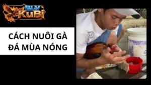 Cách Vào Mồi Cho Gà Cực Sung