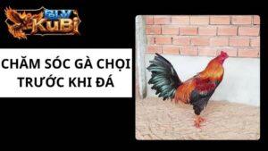 Chăm Sóc Gà Chọi Trước Khi Đá
