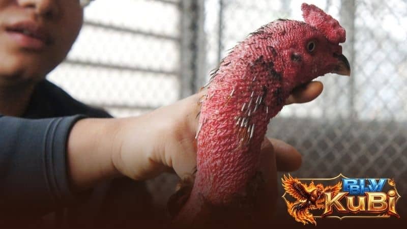 Chế độ dinh dưỡng cần thiết giúp gà phát triển cổ to