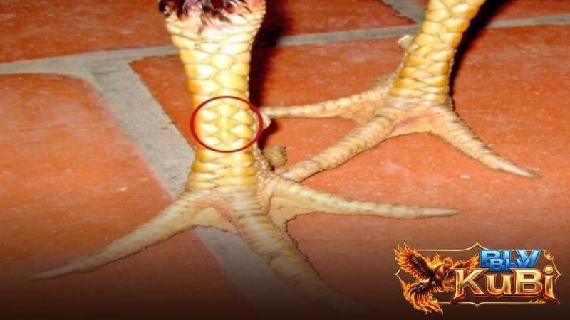 Chiến kê có vảy huyền trâm thường có lối đá tốt Chiến kê có vảy huyền trâm thường có lối đá tốt