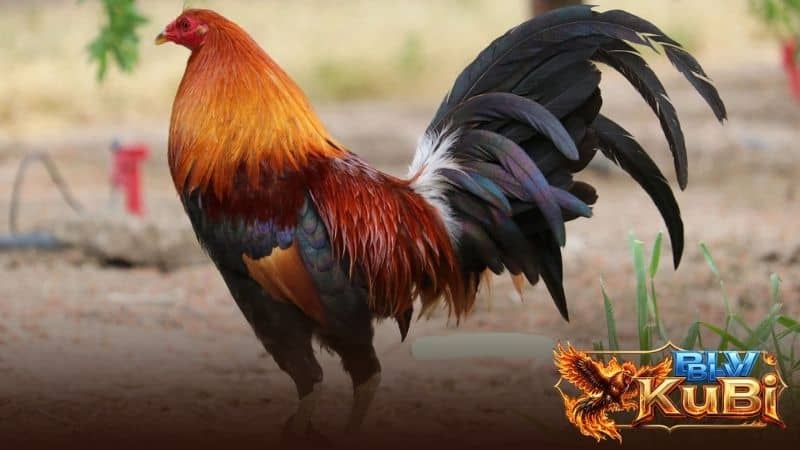 Cho gà ăn lương và trạch tăng độ dẻo dai và máu chiến