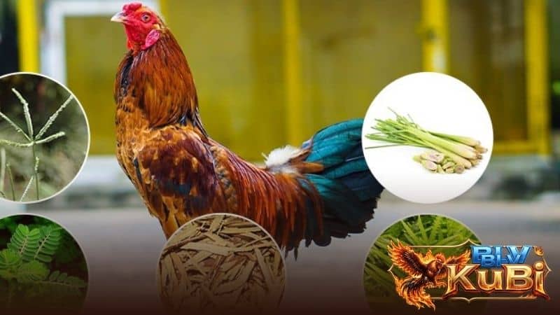 Cho gà ăn rau xanh để tăng chất xơ và tiêu hóa tốt Cho gà ăn rau xanh để tăng chất xơ và tiêu hóa tốt