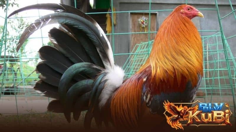 Cho gà ăn thịt bò giúp phát triển cơ bắp