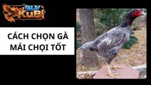 Chọn Gà Mái Chọi Tốt