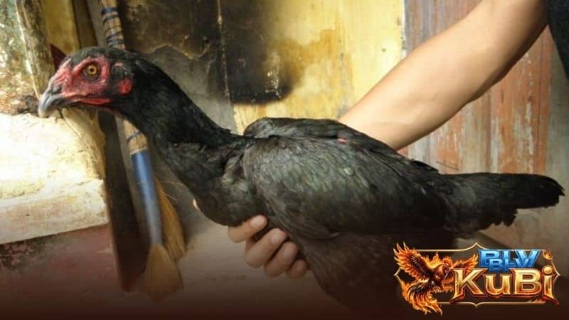 Dáng vóc là điểm đầu tiên khi chọn gà mái chọi tốt Dáng vóc là điểm đầu tiên khi chọn gà mái chọi tốt