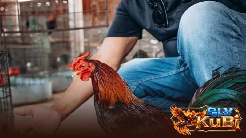 Gà chọi cần được chăm sóc sau khi đá vì có nhiều tổn thương nghiêm trọng