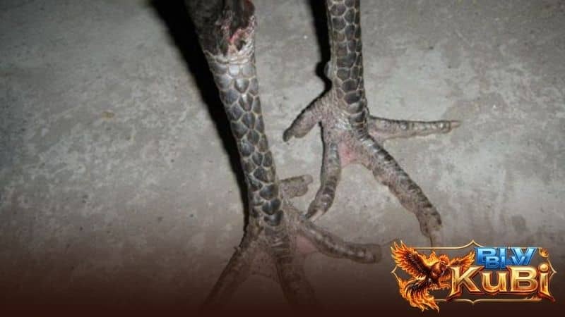 Gà mái có vảy hiếm là điểm nên lựa chọn Gà mái có vảy hiếm là điểm nên lựa chọn