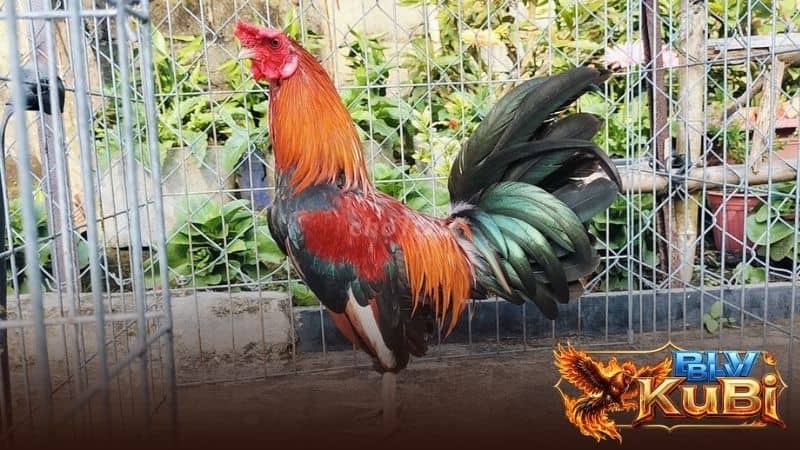 Gà sau khi đá cần được cung cấp nước uống sạch và các loại thức ăn mềm