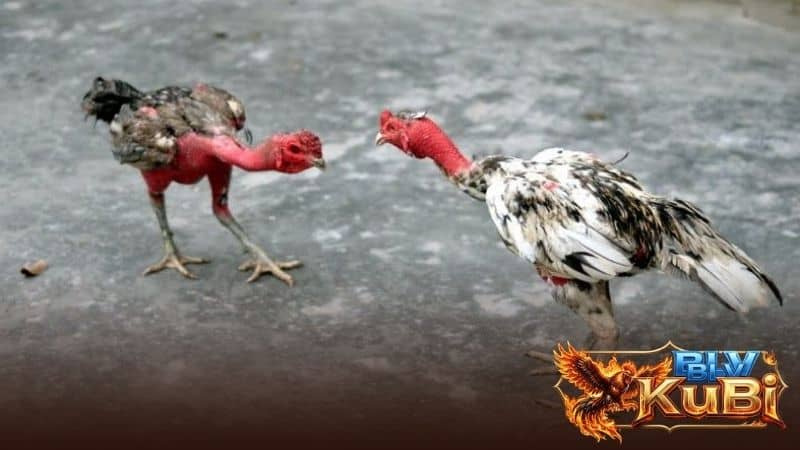 Gà sau khi đá về cần được nghỉ ngơi để hồi phục