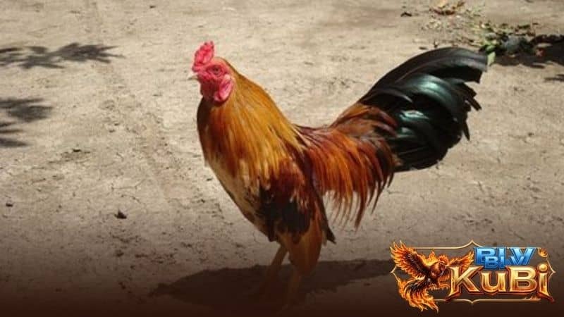 Gà sau khi đá cần kiểm tra và làm sạch kỹ lưỡng