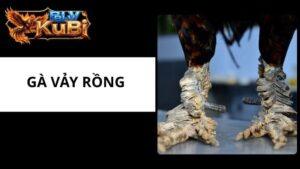 Gà Vảy Rồng