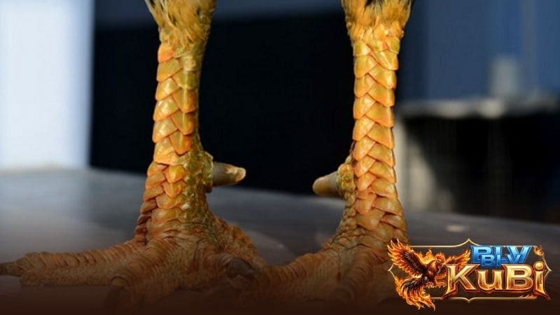 Gà vảy rồng đen