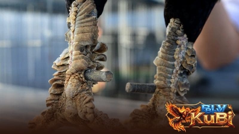 Gà vảy rồng sở hữu lớp vảy có hình dáng xếp chồng như vảy rồng