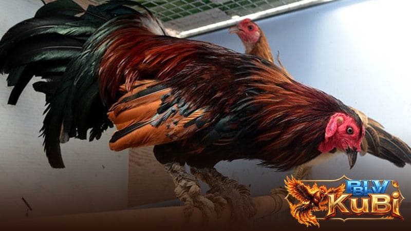 Gà vảy rồng xanh