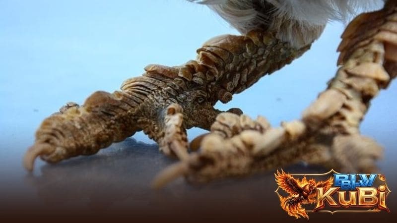 Hình dạng của vảy