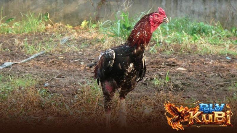 Khi nuôi gà vào mùa nóng cần cung cấp các thứ ăn đầy đủ chất dinh dưỡng