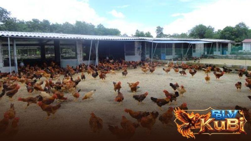 Khi trời nắng nóng có thể sinh ra một số loại bệnh xuất hiện ở gà