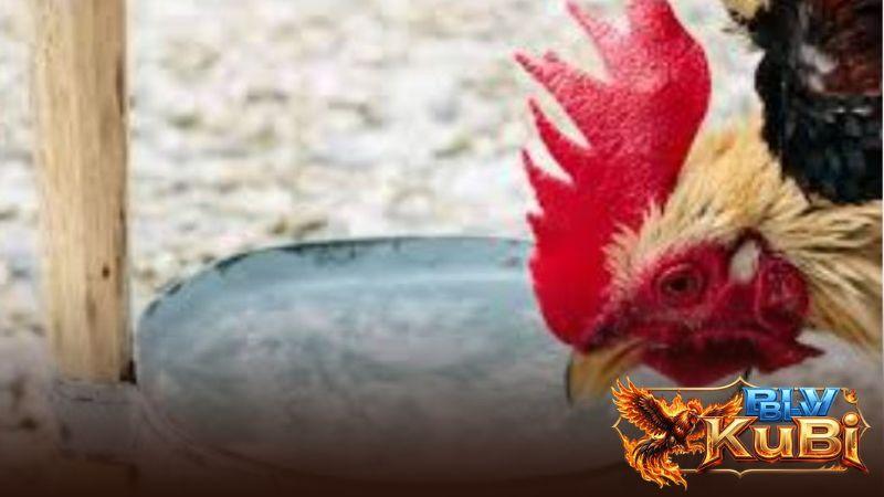 Không nên cho gà uống nước đá vì có thể gây đau họng ở gà và sốc nhiệt